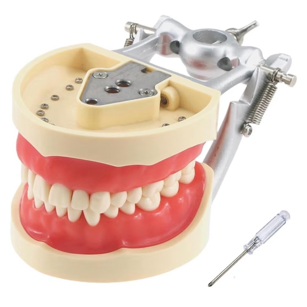Dental Typodont Mount - 32 Removable Teeth for Dentists, Hygienists, Assistants